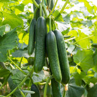 Cucumber plants growing from seeds in a home vegetable garden.