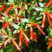 Cuphea Ignea Cigar Plant growing in a decorative container with vibrant tubular flowers