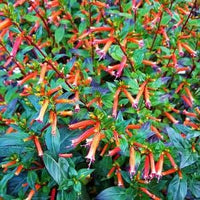 Cuphea Ignea flower seeds for colorful ornamental garden planting