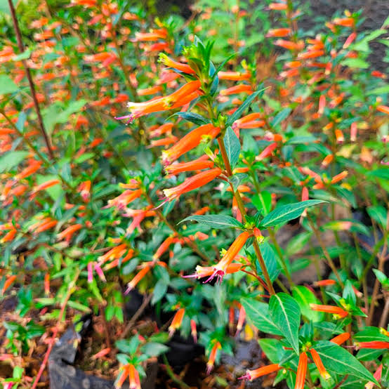 Cuphea Ignea flowering plant with bright tubular blooms in a garden setting