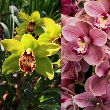 Bright Cymbidium Bulbs Mix for elegant garden planting
