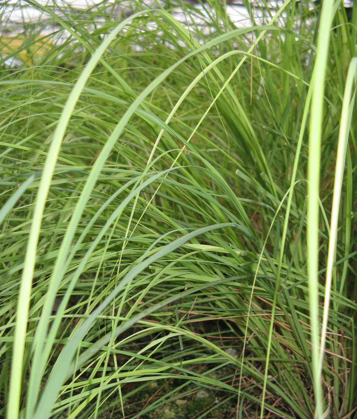 Cymbopogon schoenanthus (Indian Lemongrass)