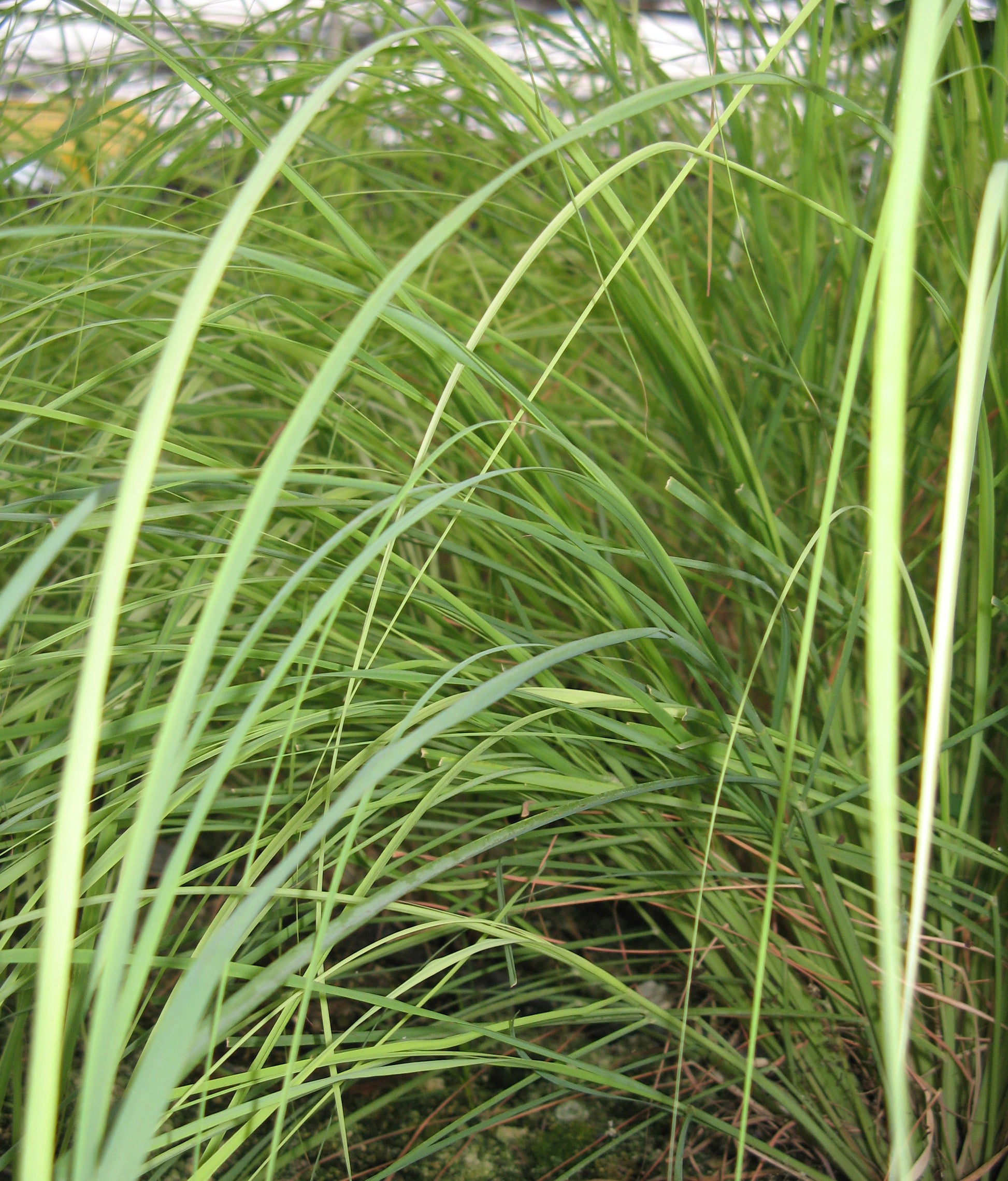 Cymbopogon schoenanthus (Indian Lemongrass)