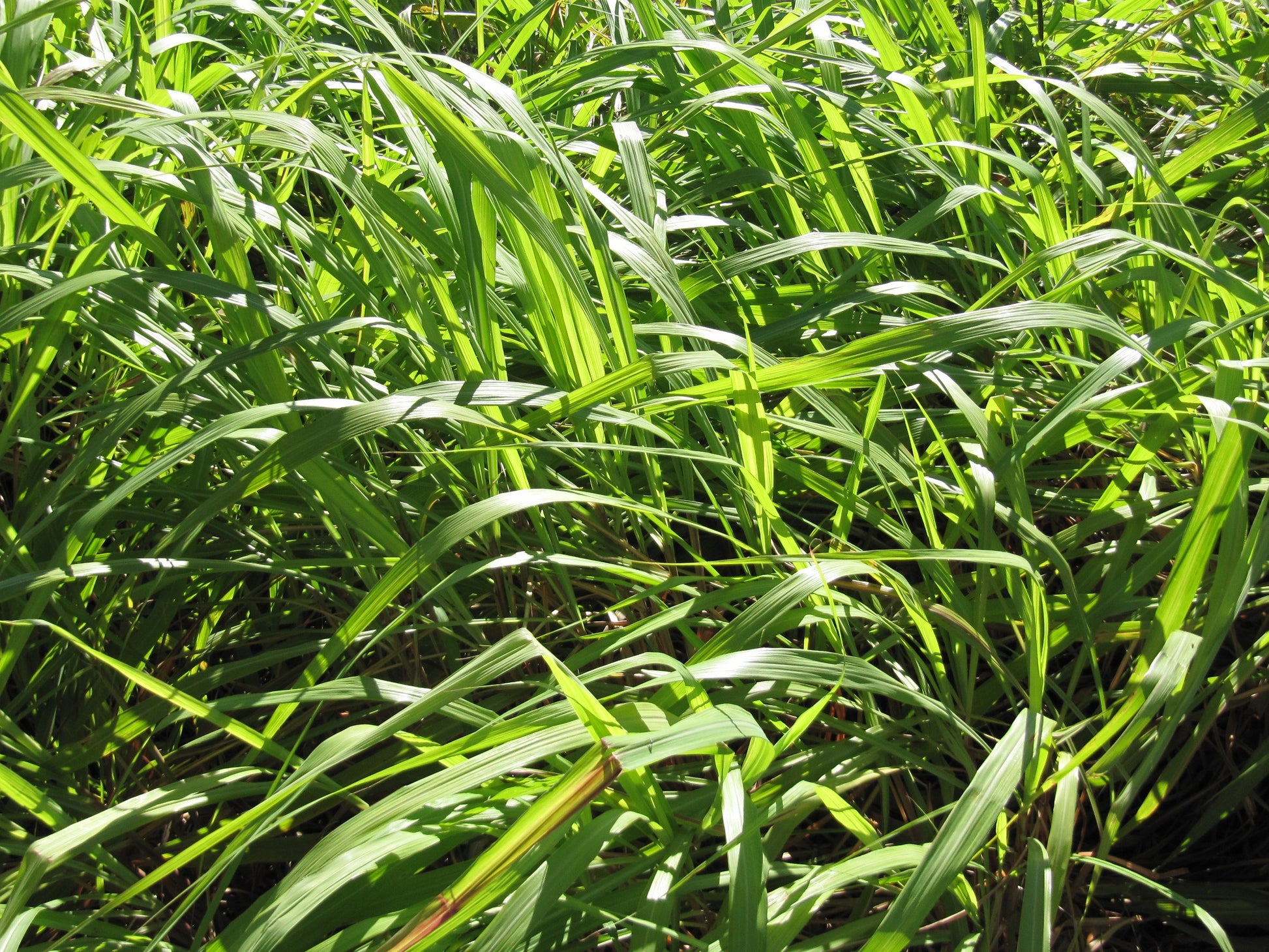 Cymbopogon winterianus (Java Citronella)