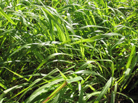 Cymbopogon winterianus (Java Citronella)