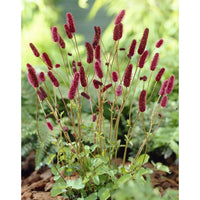 Heirloom Non-GMO Menzies Burnet Flower Seeds for Planting – Hardy Pollinator Blooms