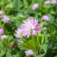 Heirloom Non-GMO Persian Clover Flower Seeds for Planting – Blooms for Pollinator Gardens