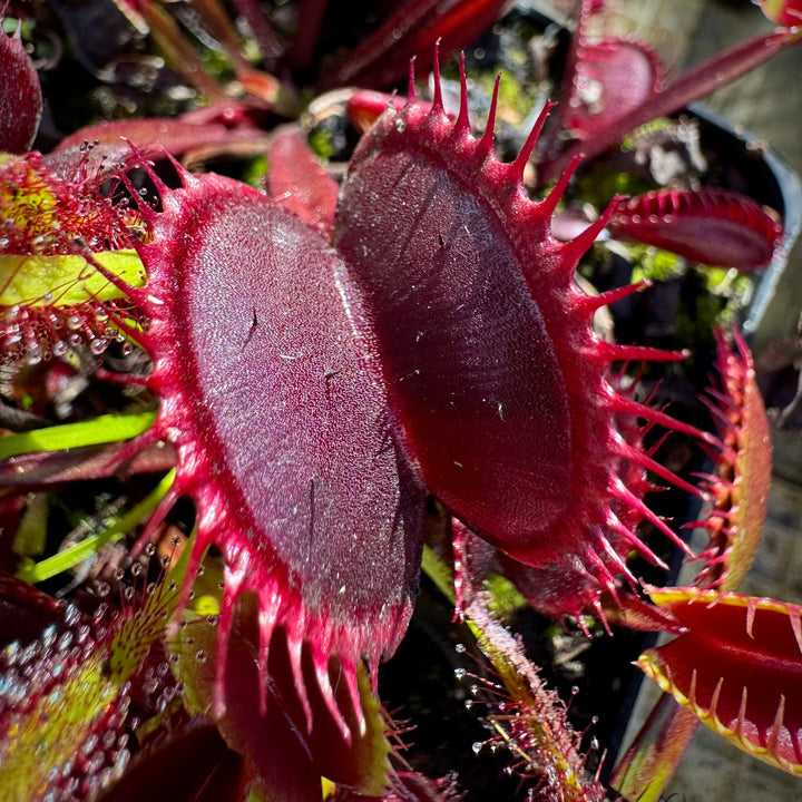 Venus Fly Trap Violet Flower Seeds – Heirloom, Non-GMO Carnivorous Plant Seeds for Planting