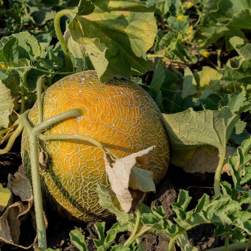 Collective Farm Woman Melon Seeds for Planting heirloom & Non-GMO Seeds