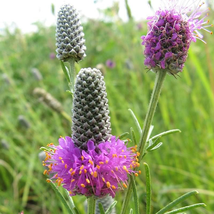 Heirloom Non-GMO Prairie Wildflower Seeds | Native Perennial Mix for Pollinator Gardens
