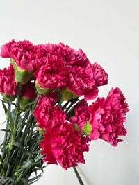 Heirloom Non-GMO Dark Pink Carnation Flower Seeds for Planting – Fragrant Garden Seeds - Non-GMO for planting in home garden