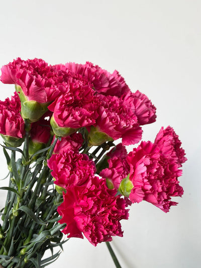 100 Pcs