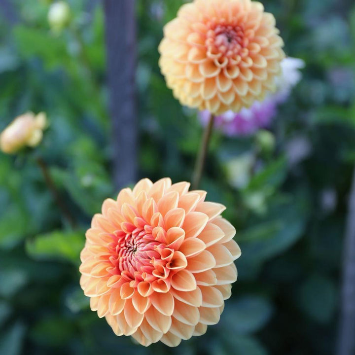 Organic Heirloom Non-GMO Dahlia Seeds for Planting – Colorful Variety Garden Blooms