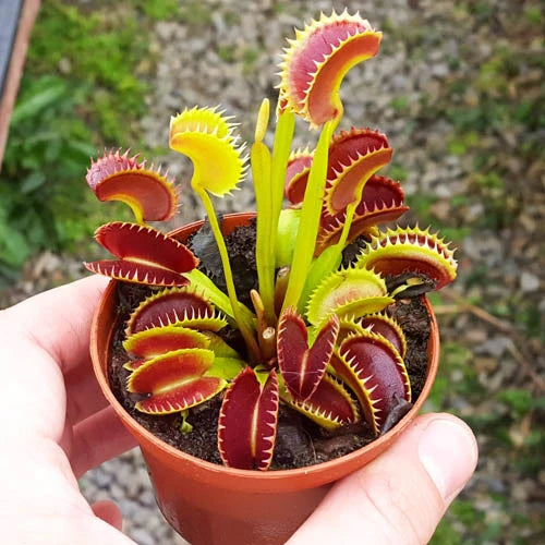 PCS Easy-Care Venus Flytrap Seeds ? Fast-Germinating Exotic Carnivorous Plants