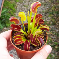 PCS Easy-Care Venus Flytrap Seeds ? Fast-Germinating Exotic Carnivorous Plants