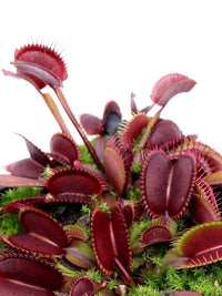 Red Venus Flytrap, Rare Carnivorous Plant | Live Dionaea Muscipula for Home & Garden Terrariums