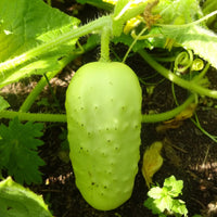Boothby's Blond Cucumber Cucumis sativus seeds for planting