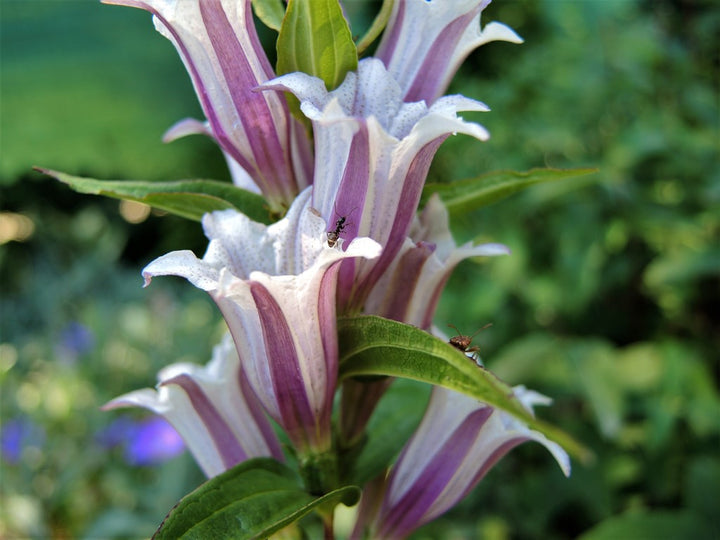 Lavender Gentiana Asclepiadea Seeds for Planting - NON GMO Seeds