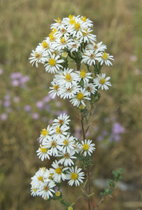 White Prairie Aster Flower Seeds for Planting, NON GMO Seeds for planting in home garden