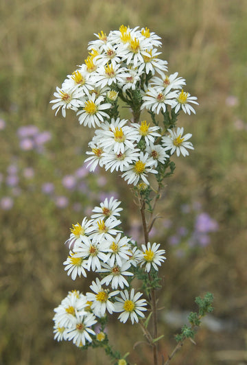 White Prairie Aster Flower Seeds for Planting, NON GMO Seeds for planting in home garden