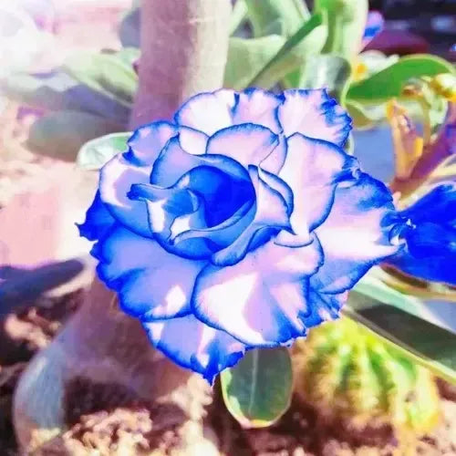 Organic Heirloom Blue White Adenium Seeds – Non-GMO Desert Rose Seeds for Planting