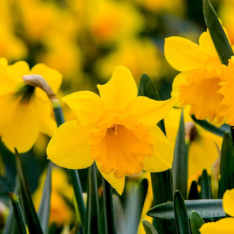 Perennial Daffodils creating a bright seasonal garden display