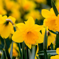 Perennial Daffodils creating a bright seasonal garden display