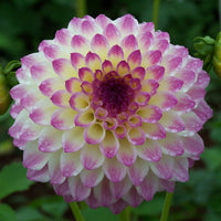 Rare Purple Beautiful Dahlia Pompon Flower Seeds for Planting - Heirloom & Non-GMO Garden Seeds