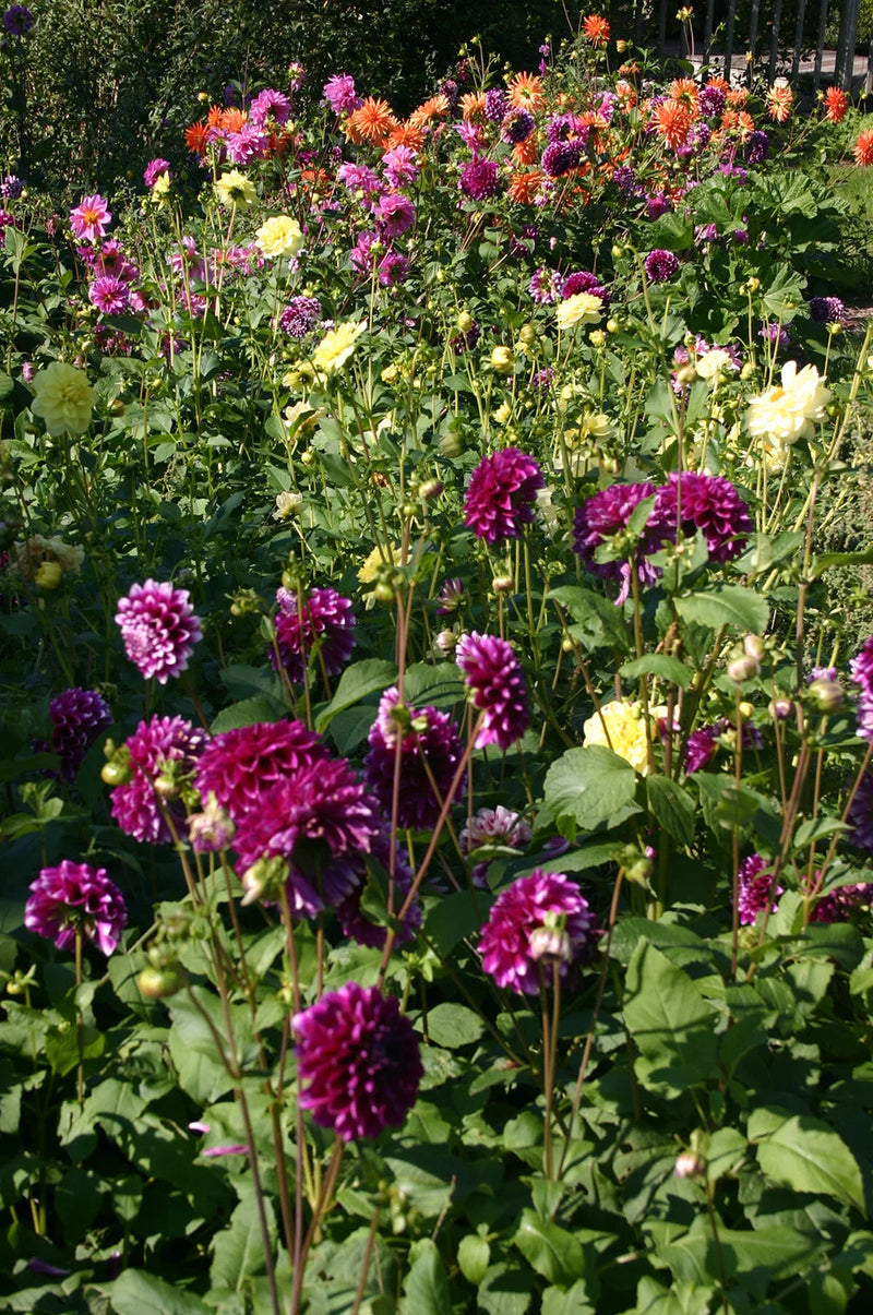 Heirloom Dahlia Flower Seeds – Stunning Garden Blooms - Dahlia for planting in home garden