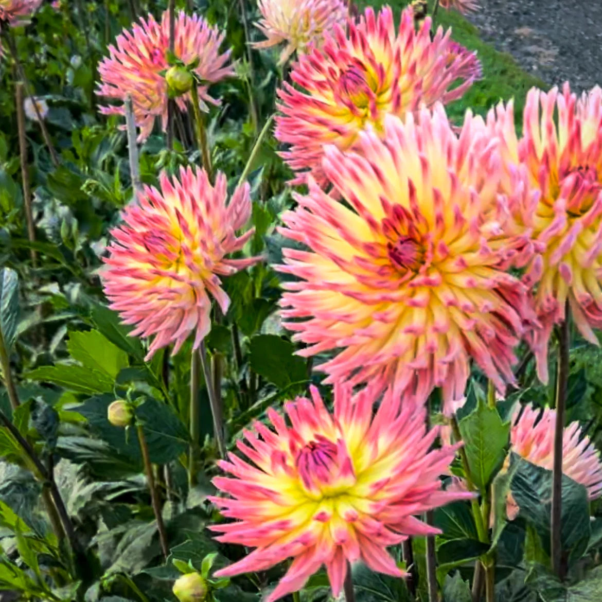 Perennial Dahlia Tubers – Ready to Plant Colorful Garden Flowers for Beds, Borders & Containers