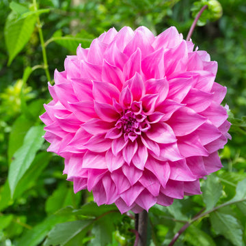 Pink Multi-Color Dahlia Flower Seeds