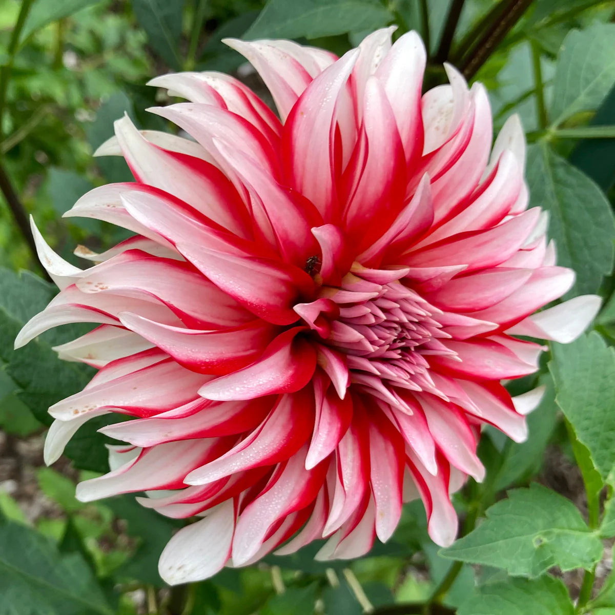 Heirloom Non-GMO Dahlia Santa Claus Flower Seeds for Garden Planting – Festive Red White Blooms