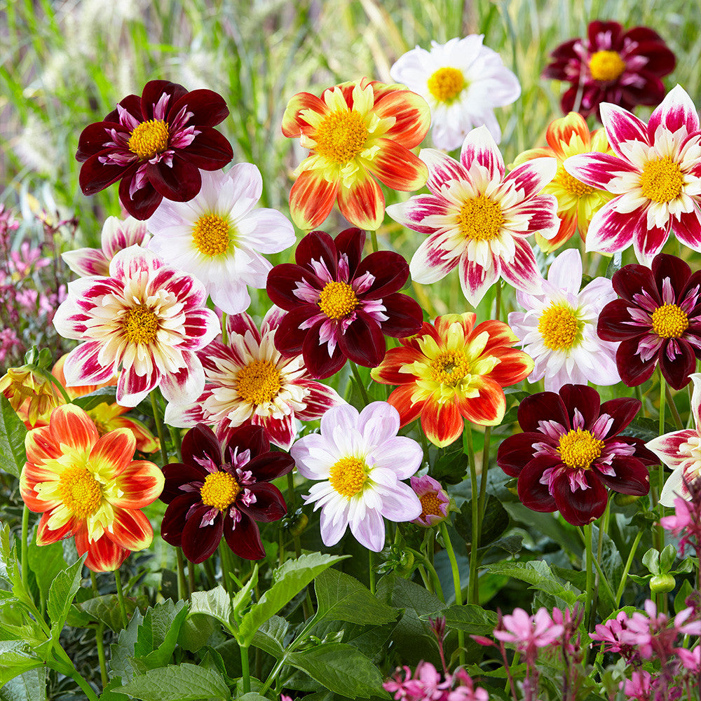 Collarette Dahlias Mix flower seeds for planting - Heirloom and Non-GMO garden seeds