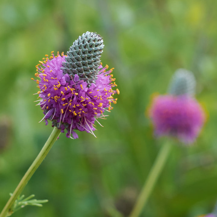Heirloom Non-GMO Dalea Purpurea Flower Seeds for Planting – Pollinator-Friendly Purple Prairie Blooms