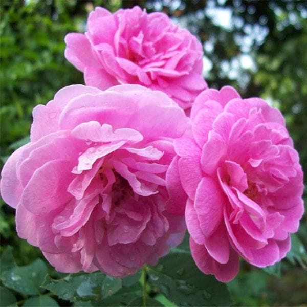 Damask Rose flowering plant with lush blooms in a decorative garden setting