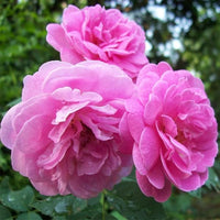 Damask Rose flowering plant with lush blooms in a decorative garden setting