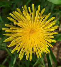 Dandelion Flower Seeds for Planting - 100 pcs