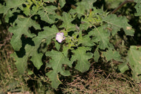 Mix Quercifolia Flower Seeds for Planting - NON GMO Seeds