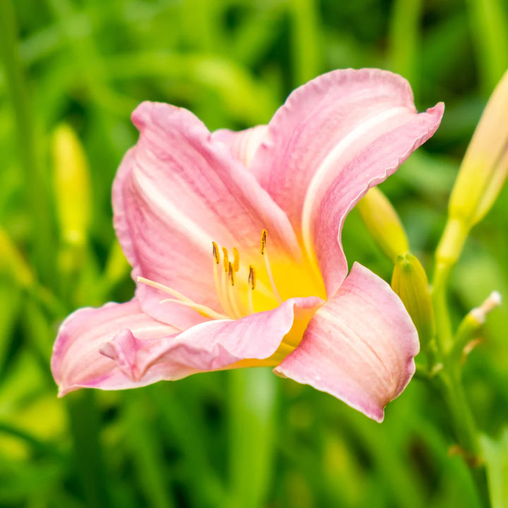Daylily Flower Seeds 100 pcs for Planting 100 pcs