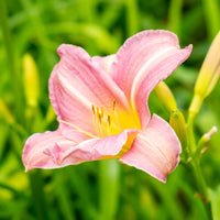 Daylily Flower Seeds 100 pcs for Planting 100 pcs