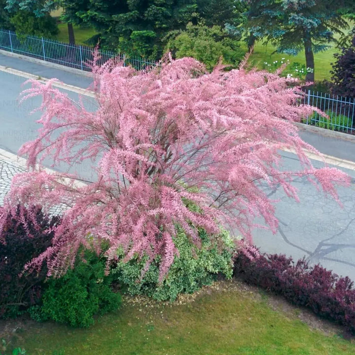 Pink Tamarix Ramosissima Plant Seeds for Garden Planting - 100 Pcs pcs