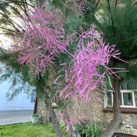 Pink Tamarix Ramosissima Plant Seeds for Garden Planting - 100 Pcs pcs