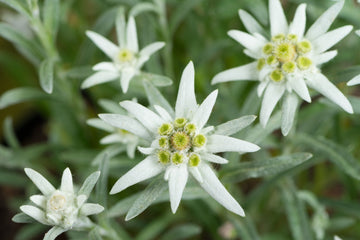 Heirloom Non-GMO Edelweiss Flower Seeds – Alpine Perennial Flower Seeds for Planting - Non-GMO for planting in home garden
