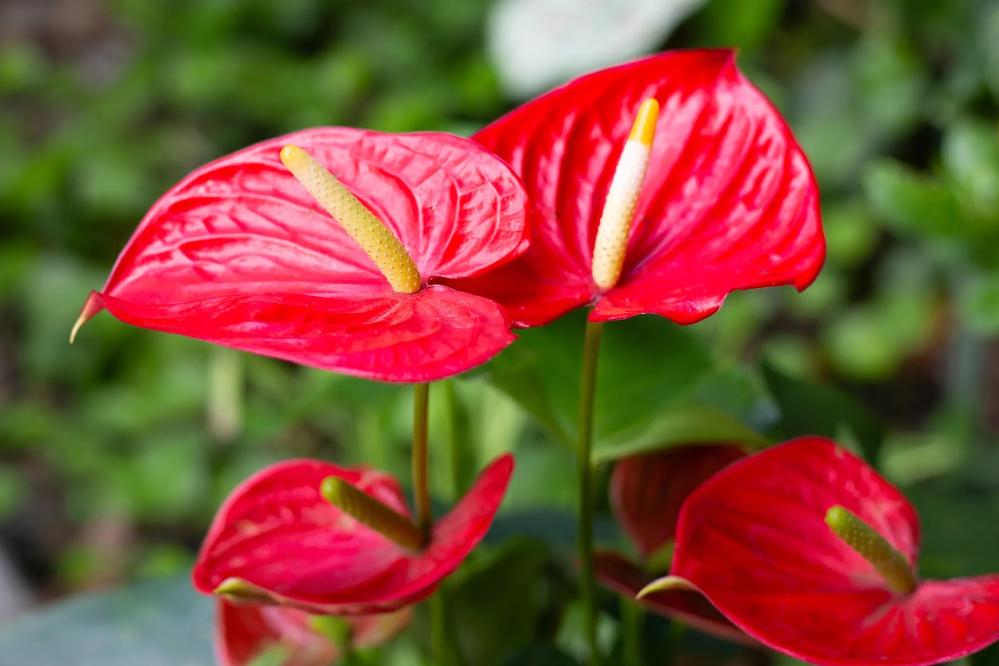 Red Anthurium Flower Seeds for Planting - Heirloom and Non-GMO garden seeds
