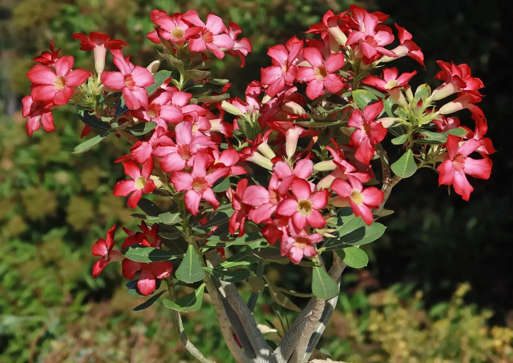 Desert Rose plant used as a decorative feature in an outdoor garden setting.