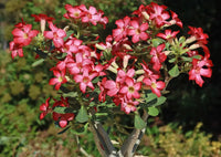 Desert Rose plant used as a decorative feature in an outdoor garden setting.