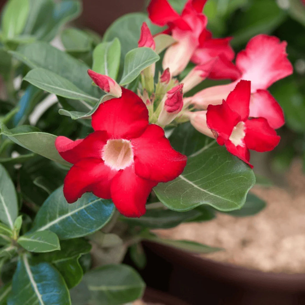 Adenium Flower Seeds Heirloom Non GMO Planting - 100 pcs