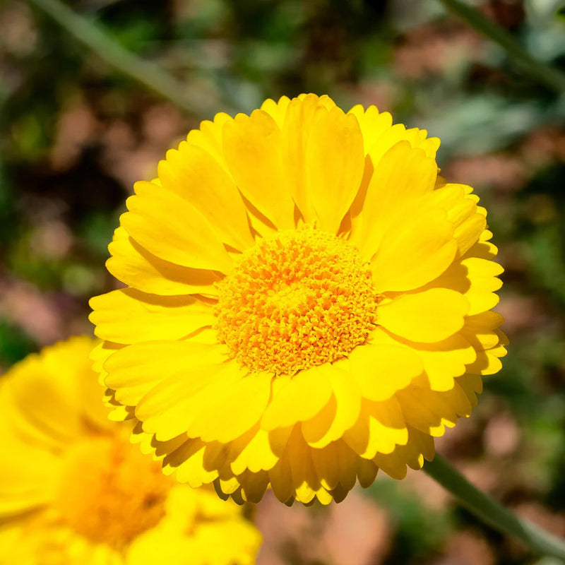 Heirloom Non-GMO Sunshine Flower Seeds for Planting – Bright Blooms for Vibrant Garden Displays