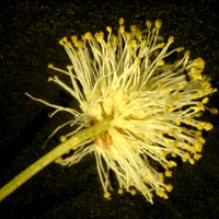 Illinois (Illinois scientific name) for planting in garden