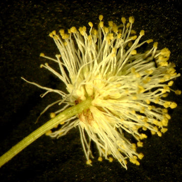Illinois (Illinois scientific name) for planting in garden